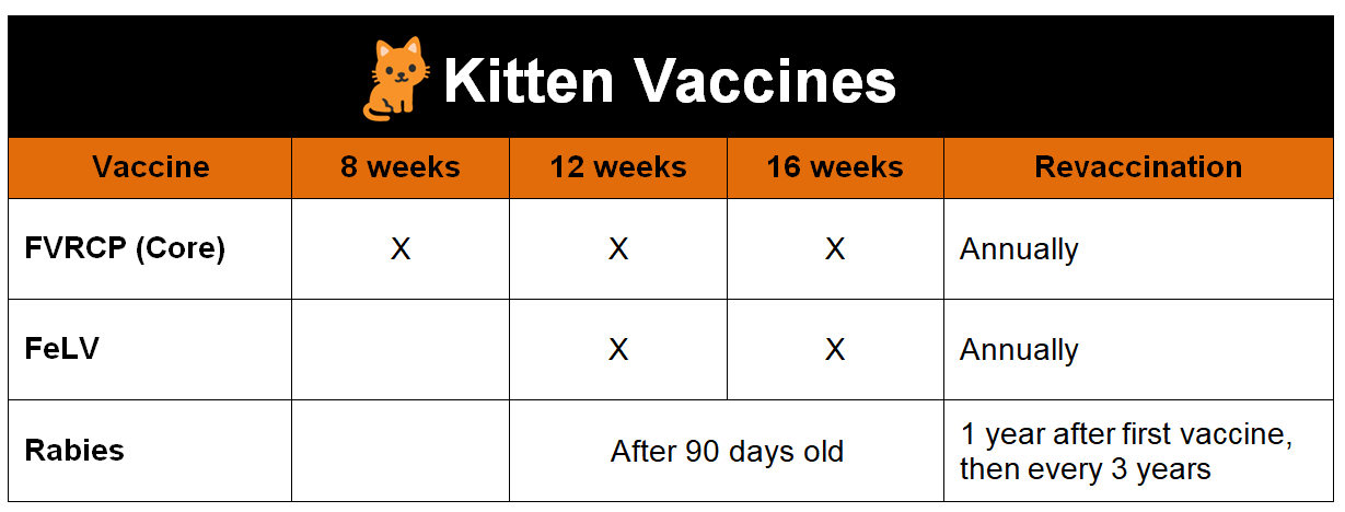 FVRCP Vaccine for Cats What You Need to Know We're All About Cats